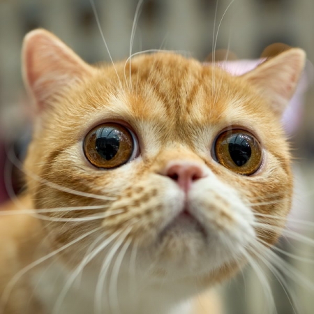 В Москве состоялась выставка «Лучшие собаки и кошки России»